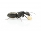 Camponotus rufoglaucus feae